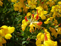Attēlu rezultāti vaicājumam “Lotus corniculatus flower”