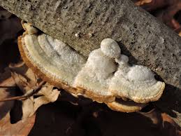 Attēlu rezultāti vaicājumam “Trametes hirsuta”