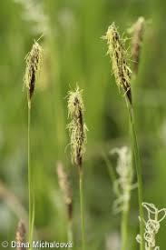 Attēlu rezultāti vaicājumam “Carex pilosa”