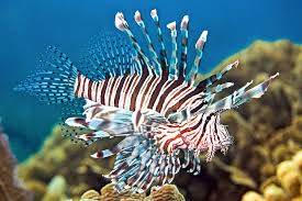 Image result for Pterois volitans