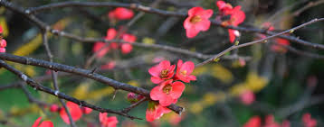 Attēlu rezultāti vaicājumam “Prunus (plum-tree) flower”