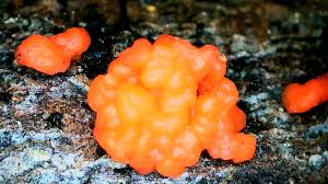 Attēlu rezultāti vaicājumam “Amaurochaete atra spores”