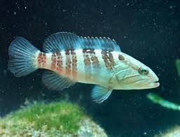 Image result for Epinephelus costae