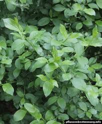 Attēlu rezultāti vaicājumam “Euonymus europaeus leaf”