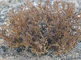 Attēlu rezultāti vaicājumam “Cetraria ericetorum”