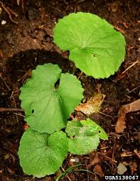 Attēlu rezultāti vaicājumam “Alliaria petiolata leaf”