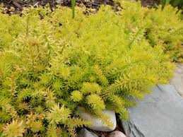 Attēlu rezultāti vaicājumam “Sedum rupestre”