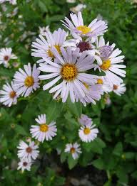 Image result for Aster