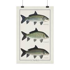 Image result for Ictiobus niger