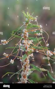 Attēlu rezultāti vaicājumam “Cuscuta europaea flower”