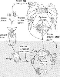 Attēlu rezultāti vaicājumam “Platyptilia sp.”