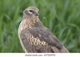 Attēlu rezultāti vaicājumam “Circus pygargus adult”