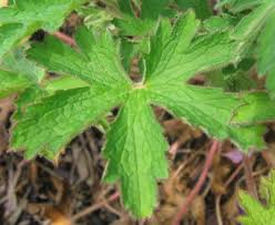Attēlu rezultāti vaicājumam “Geranium bohemicum”