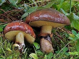 Attēlu rezultāti vaicājumam “Suillus luteus”