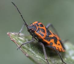 Attēlu rezultāti vaicājumam “Eurydema dominulus imago”