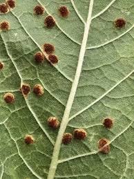 Attēlu rezultāti vaicājumam “Puccinia poarum”