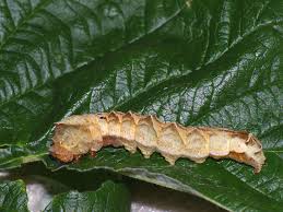 Attēlu rezultāti vaicājumam “Thyatira batis larva”