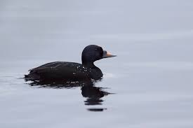 Attēlu rezultāti vaicājumam “Melanitta nigra male”