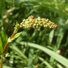 Attēlu rezultāti vaicājumam “Rumex acetosa bud”