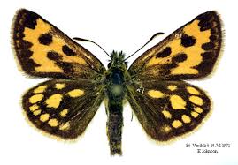 Attēlu rezultāti vaicājumam “Carterocephalus silvicolus female”