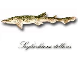 Image result for Scyliorhinus stellaris