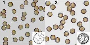 Attēlu rezultāti vaicājumam “Stemonitis flavogenita spores”