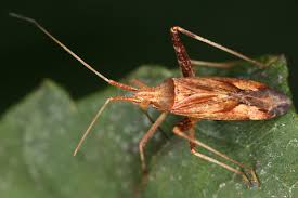 Attēlu rezultāti vaicājumam “Phytocoris varipes”