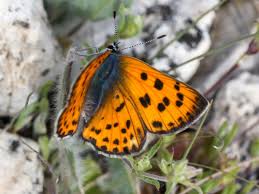Attēlu rezultāti vaicājumam “Lycaena alciphron underside”