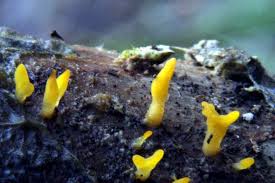 Attēlu rezultāti vaicājumam “Calocera pallidospathulata”
