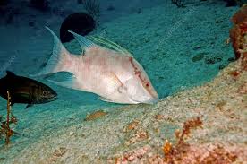 Image result for Lachnolaimus maximus