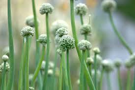 Attēlu rezultāti vaicājumam “Allium cepa”