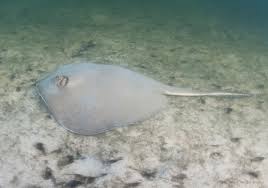 Image result for Hypanus say