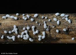 Attēlu rezultāti vaicājumam “Physarum obscurum sessile”