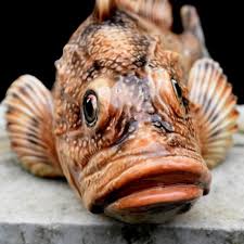 Image result for Scorpaena scrofa