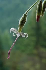 Attēlu rezultāti vaicājumam “Silene nutans flower”