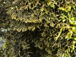 Attēlu rezultāti vaicājumam “Porella platyphylla macro”