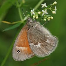 Attēlu rezultāti vaicājumam “Coenonympha tullia underside”