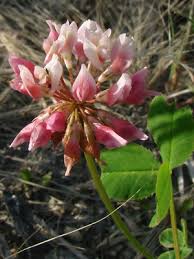Attēlu rezultāti vaicājumam “Trifolium hybridum flower”