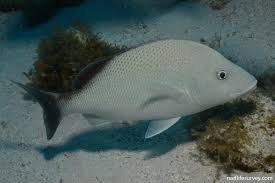 Image result for Haemulon album