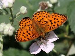 Attēlu rezultāti vaicājumam “Brenthis daphne underside”