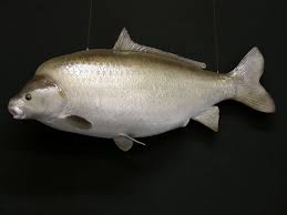 Image result for Ictiobus niger