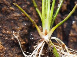 Attēlu rezultāti vaicājumam “Isoetes echinospora leaf”
