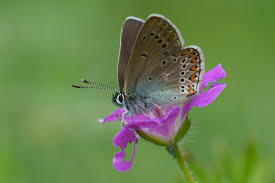 Attēlu rezultāti vaicājumam “Eumedonia eumedon underside”