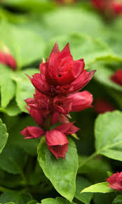 Image result for Salvia splendens