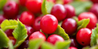 Attēlu rezultāti vaicājumam “Oxycoccus microcarpus”