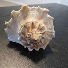 Image result for Sinistrofulgur perversum