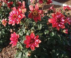 Image result for Dahlia Darkarin`