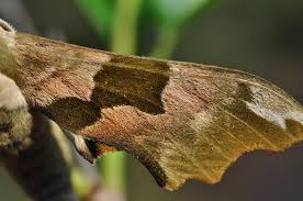 Attēlu rezultāti vaicājumam “Mimas tiliae”