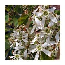 Attēlu rezultāti vaicājumam “Amelanchier canadensis”