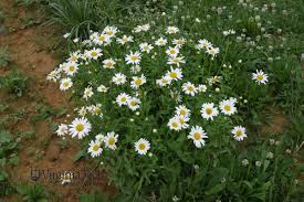 Image result for Chrysanthemum leucanthemum
